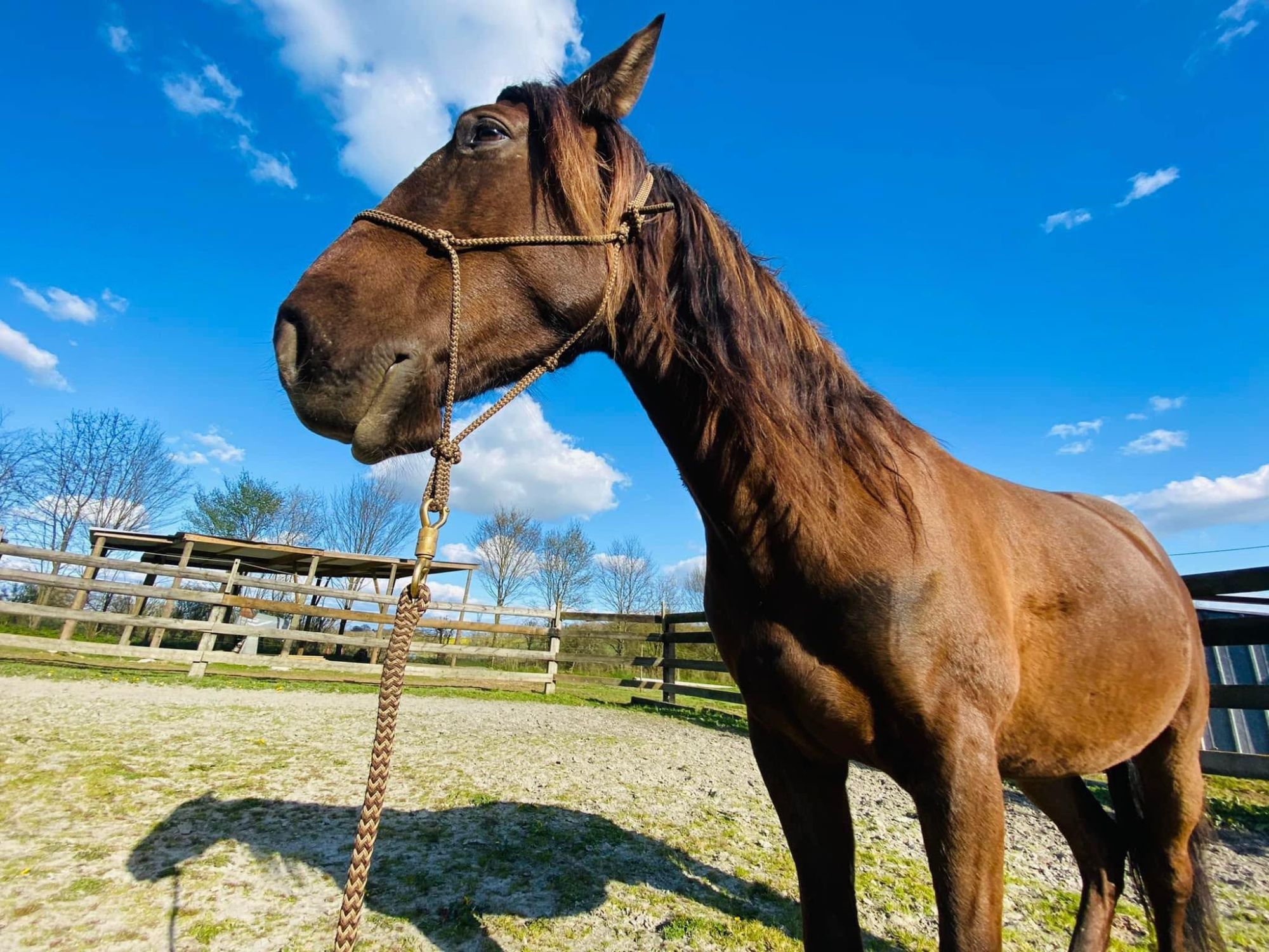 Retraite spirituelle TERRE MER et CHEVAUX en Bretagne avec Laurence Dujardin - 2024